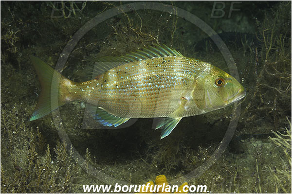 Island Pag, Croatia, Adriatic sea, Mediterranean sea, Dentex dentex, Dentex, Sparidae, Common dentex, Bream, Fish