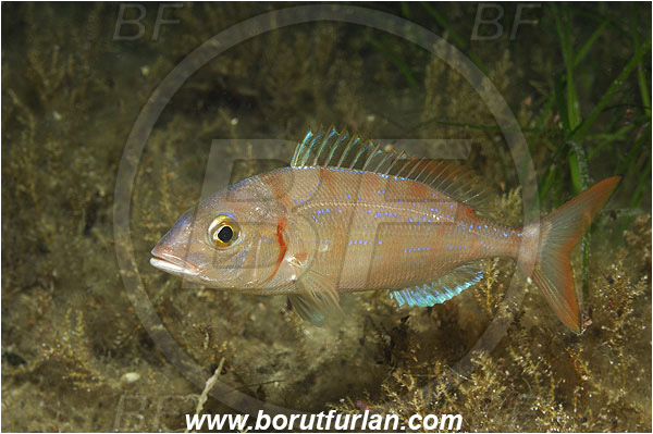 Island Pag, Croatia, Adriatic sea, Mediterranean sea, Pagellus erythrinus, Pagellus, Sparidae, Common pandora, Bream, Fish