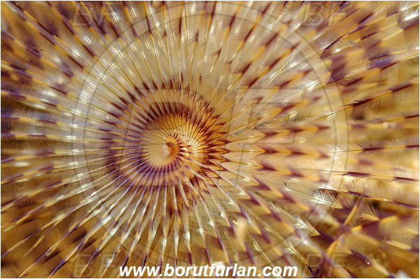Island Pag, Croatia, Adriatic sea, Mediterranean sea, Worm, Sabella spallanzanii, Sabella, Sabellidae, Mediterranean fanworm, Polychaeta, Abstract