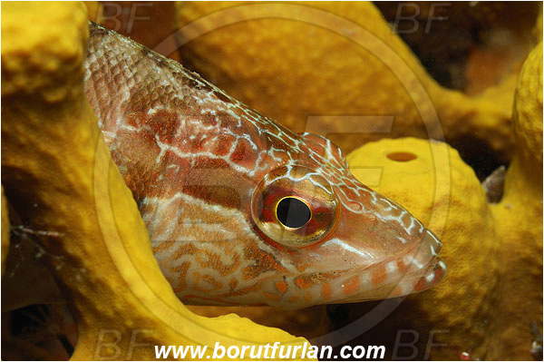 Island Pag, Croatia, Adriatic sea, Mediterranean sea, Serranus scriba, Serranus, Serranidae, Painted comber, Fish, Portrait