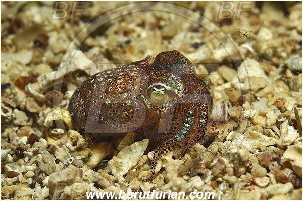 Island Pag, Croatia, Adriatic sea, Mediterranean sea, Sepiola sp., Sepiola, Sepiolidae, Sepiola cuttlefish, Cuttlefish, Cephalopoda, Mollusca, Mollusc