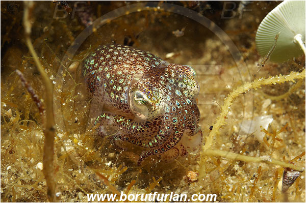 Island Pag, Croatia, Adriatic sea, Mediterranean sea, Sepiola sp., Sepiola, Sepiolidae, Sepiola cuttlefish, Cuttlefish, Cephalopoda, Mollusca, Mollusc