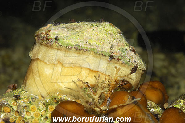 Island Pag, Croatia, Adriatic sea, Mediterranean sea, Haliotis sp., Haliotis, Haliotidae, Mediterranean Abalone, Sea snail, Gastropoda, Mollusca, Mollusc