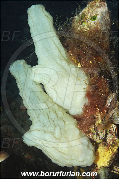Island Pag, Croatia, Adriatic sea, Mediterranean sea, Phallusia mammillata, Phallusia, Ascidiidae, White warty sea squirt, Sea squirt, Ascidiacea, Tunicata, Tunicate
