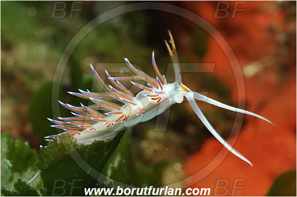 Island Pag, Croatia, Adriatic sea, Mediterranean sea, Cratena peregrina, Cratena, Facelinidae, Tricolor nudibranch, Nudibranch, Sea slug, Gastropoda, Mollusca