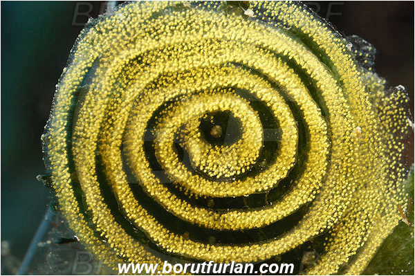 Island Pag, Croatia, Adriatic sea, Mediterranean sea, Eggs, Nudibranch eggs, Sea snail eggs, Gastropoda, Mollusca