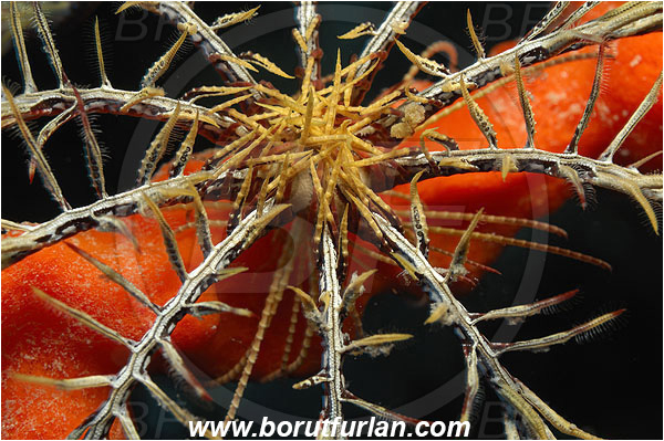 Island Pag, Croatia, Adriatic sea, Mediterranean sea, Antedon mediterranea, Antedon, Antedonidae, Mediterranean feather star, Crinoid, Crinoidea, Feather star, Echinodermata, Echinoderm, Abstract