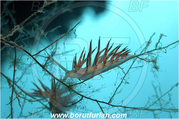 Island Pag, Croatia, Adriatic sea, Mediterranean sea, Cratena peregrina, Cratena, Facelinidae, Tricolor nudibranch, Nudibranch, Sea slug, Gastropoda, Mollusca