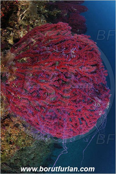 Island Pag, Croatia, Adriatic sea, Mediterranean sea, Paramuricea clavata, Paramuricea, Plexauridae, Mediterranean gorgonian, Sea fan, Coral, Cnidaria, Cnidarian, Violet eggs, Eggs, Reef
