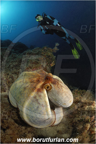 Island Pag, Croatia, Adriatic sea, Mediterranean sea, Octopus vulgaris, Octopus, Octopodidae, Common octopus, Cephalopoda, Mollusca, Mollusc, Reef, Diver