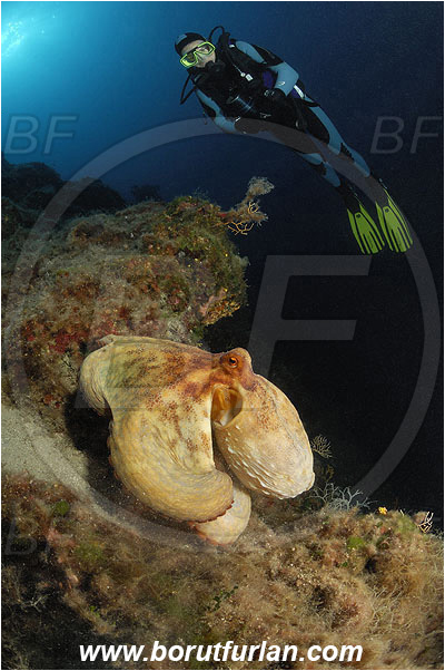 Island Pag, Croatia, Adriatic sea, Mediterranean sea, Octopus vulgaris, Octopus, Octopodidae, Common octopus, Cephalopoda, Mollusca, Mollusc, Reef, Diver