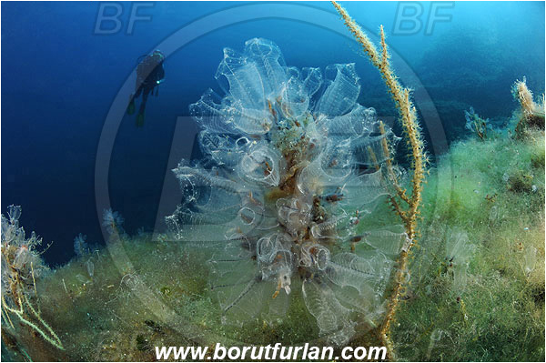 Island Pag, Croatia, Adriatic sea, Mediterranean sea, Clavelina dellavallei, Clavelina, Clavelinidae, Light-bulb Sea Squirt, Sea squirt, Ascidiacea, Tunicata, Tunicate, Reef, Diver