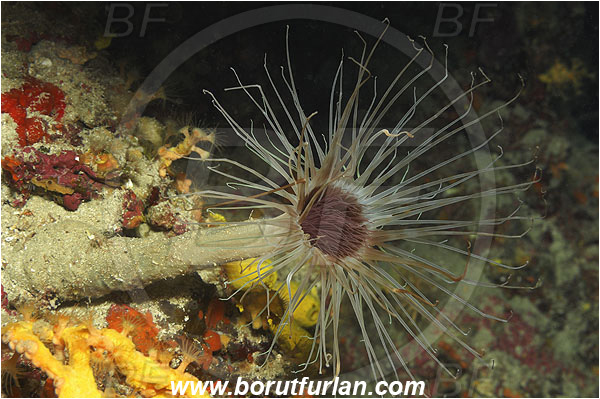 Island Pag, Croatia, Adriatic sea, Mediterranean sea, Cerianthus membranaceus, Cerianthus, Cerianthidae, Cylinder anemone, Tube dwelling anemone, Tube anemone, Anemone, Anthozoa, Cnidaria, Cnidarian