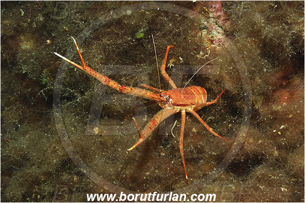Island Pag, Croatia, Adriatic sea, Mediterranean sea, Munida rugosa, Munida, Munididae, Decapoda, Rugose squat lobster, Squat lobster, Crustacea, Crustacean