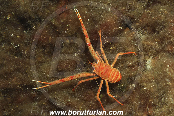 Island Pag, Croatia, Adriatic sea, Mediterranean sea, Munida rugosa, Munida, Munididae, Decapoda, Rugose squat lobster, Squat lobster, Crustacea, Crustacean