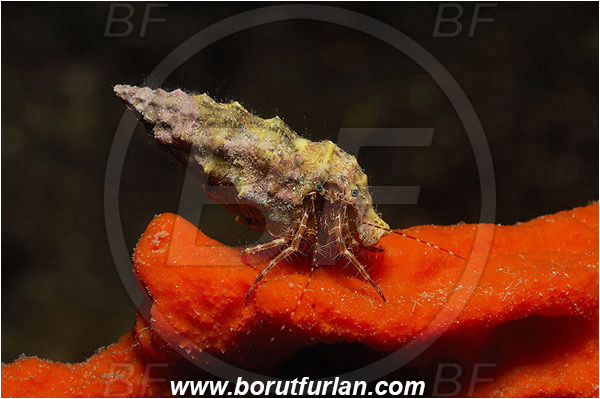 Island Pag, Croatia, Adriatic sea, Mediterranean sea, Pagurus anachoretus, Pagurus, Paguridae, Crustacea, Crustacean, Long-armed Hermit Crab, Hermit crab, Crab