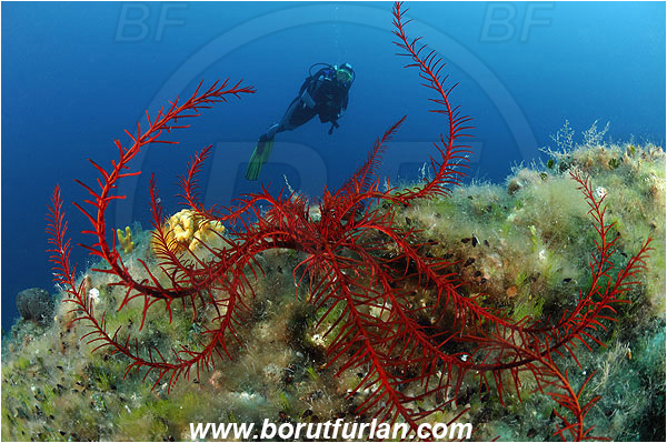 Island Pag, Croatia, Adriatic sea, Mediterranean sea, Reef, Antedon mediterranea, Antedon, Antedonidae, Mediterranean feather star, Crinoid, Crinoidea, Feather star, Echinodermata, Echinoderm, Diver