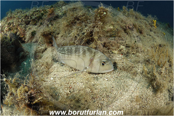Island Pag, Croatia, Adriatic sea, Mediterranean sea, Sparus aurata, Sparus, Sparidae, Gilthead seabream, Bream, Fish, Reef