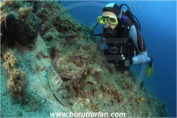 Island Pag, Croatia, Adriatic sea, Mediterranean sea, Sparus aurata, Sparus, Sparidae, Gilthead seabream, Bream, Fish, Reef, Diver