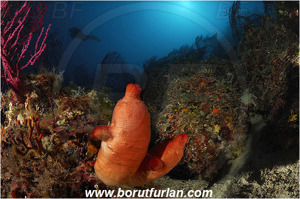 Island Pag, Croatia, Adriatic sea, Mediterranean sea, Halocynthia papillosa, Halocynthia, Pyuridae, Red sea squirt, Sea squirt, Ascidiacea, Tunicata, Tunicate, Reef, Diver