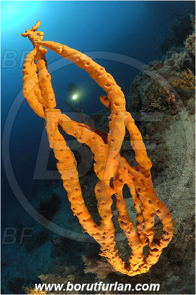 Island Pag, Croatia, Adriatic sea, Mediterranean sea, Axinella verrucosa, Axinella, Axinellidae, Yellow Axinella sponge, Yellow branching sponge, Sponge, Porifera, Reef, Diver
