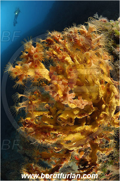 Island Pag, Croatia, Adriatic sea, Mediterranean sea, Parazoanthus axinellae, Parazoanthus, Parazoanthidae, Yellow cluster anemone, Anemone, Anthozoa, Cnidaria, Cnidarian, Reef, Diver