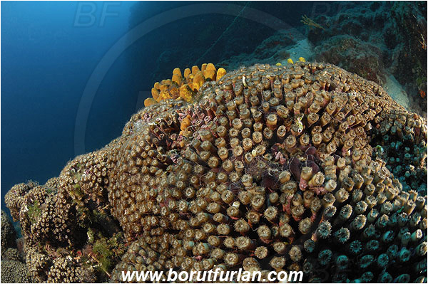 Island Pag, Croatia, Adriatic sea, Mediterranean sea, Cladocora caespitosa, Cladocora, Family: Scleractinia incertae sedis, Mediterranean pillow coral, Coral, Anthozoa, Cnidaria, Cnidarian, Reef