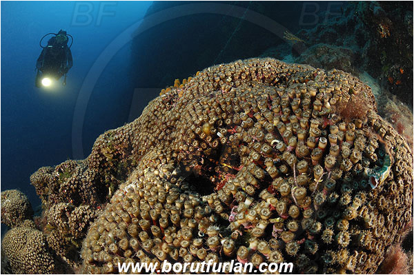 Island Pag, Croatia, Adriatic sea, Mediterranean sea, Cladocora caespitosa, Cladocora, Family: Scleractinia incertae sedis, Mediterranean pillow coral, Coral, Anthozoa, Cnidaria, Cnidarian, Reef, Diver