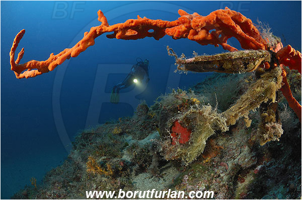 Island Pag, Croatia, Adriatic sea, Mediterranean sea, Axinella cannabina, Axinella, Axinellidae, Red Axinella sponge, Red branching sponge, Sponge, Porifera, Reef, Diver