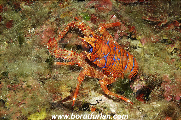 Island Pag, Croatia, Adriatic sea, Mediterranean sea, Galathea strigosa, Galathea, Galatheidae, Decapoda, Blue striped squat lobster, Squat lobster, Crustacea, Crustacean