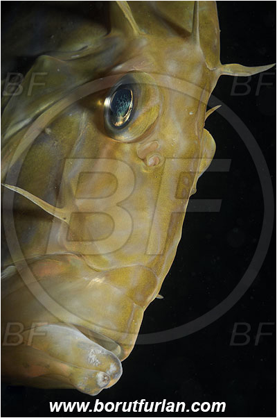 Island Pag, Croatia, Adriatic sea, Mediterranean sea, Zeus faber, Zeus, Zeidae, John Dory, St Pierre, Peter