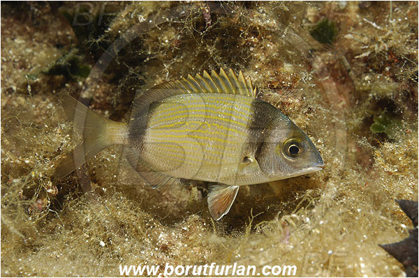 Island Pag, Croatia, Adriatic sea, Mediterranean sea, Diplodus vulgaris, Diplodus, Sparidae, Common two-banded seabream, Seabream, Fish