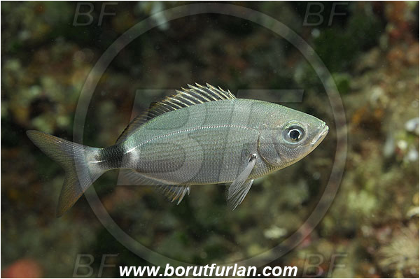 Island Pag, Croatia, Adriatic sea, Mediterranean sea, Oblada melanura, Oblada, Sparidae, Saddled seabream, Seabream, Fish