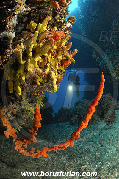 Island Pag, Croatia, Adriatic sea, Mediterranean sea, Aplysina aerophoba, Aplysina, Aplysinidae, Yellow Tube Sponge, Golden Sponge, Axinella cannabina, Axinella, Axinellidae, Red Axinella sponge, Red branching sponge, Sponge, Porifera, Reef, Diver, Cave, Canyon
