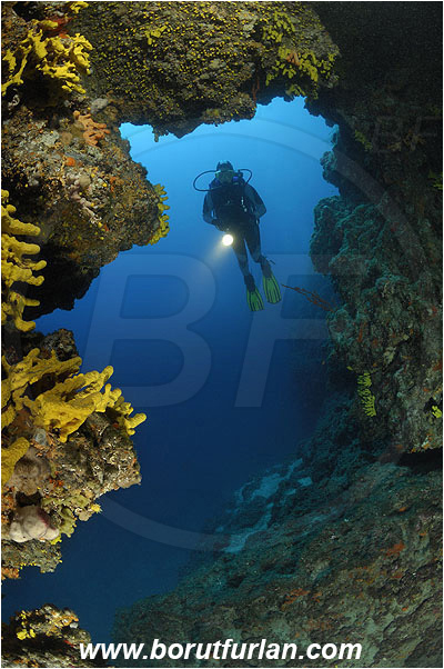 Island Pag, Croatia, Adriatic sea, Mediterranean sea, Aplysina aerophoba, Aplysina, Aplysinidae, Yellow Tube Sponge, Golden Sponge, Sponge, Porifera, Reef, Diver, Cave