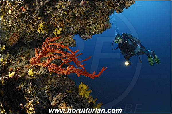 Island Pag, Croatia, Adriatic sea, Mediterranean sea, Axinella cannabina, Axinella, Axinellidae, Red Axinella sponge, Red branching sponge, Sponge, Porifera, Reef, Diver, Wall, Overhang
