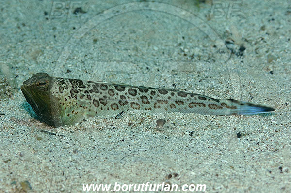 Island Pag, Croatia, Adriatic sea, Mediterranean sea, Trachinus radiatus, Trachinus, Trachinidae, Starry weever, Weever, Fish