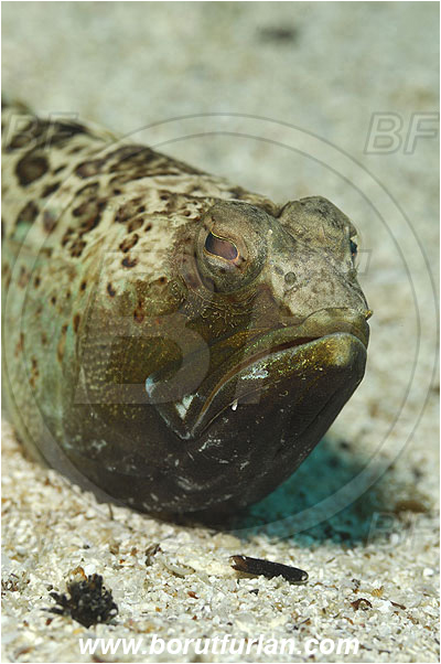 Island Pag, Croatia, Adriatic sea, Mediterranean sea, Trachinus radiatus, Trachinus, Trachinidae, Starry weever, Weever, Fish, Portrait