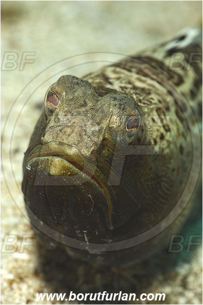 Island Pag, Croatia, Adriatic sea, Mediterranean sea, Trachinus radiatus, Trachinus, Trachinidae, Starry weever, Weever, Fish, Portrait
