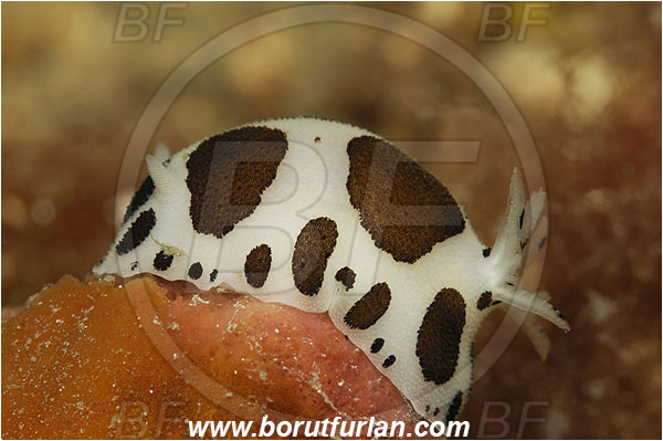 Island Pag, Croatia, Adriatic sea, Mediterranean sea, Peltodoris atromaculata, Peltodoris, Discodorididae, Dotted sea slug, Nudibranch, Sea slug, Gastropoda, Mollusca