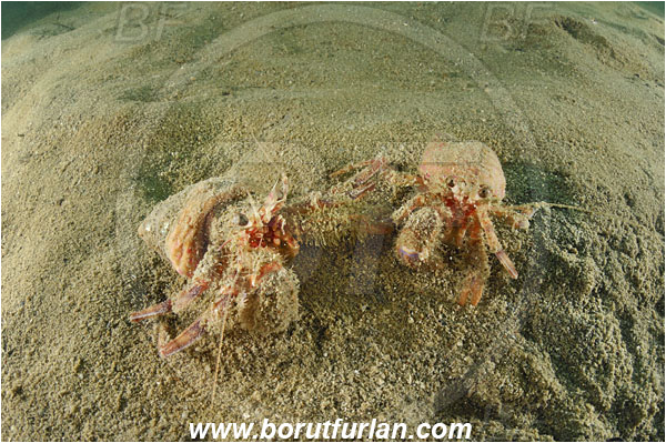 Piran, Slovenia, Adriatic sea, Mediterranean sea, Pagurus prideaux, Pagurus, Paguridae, Crustacea, Crustacean, Anemone hermit crab, Hermit crab, Crab