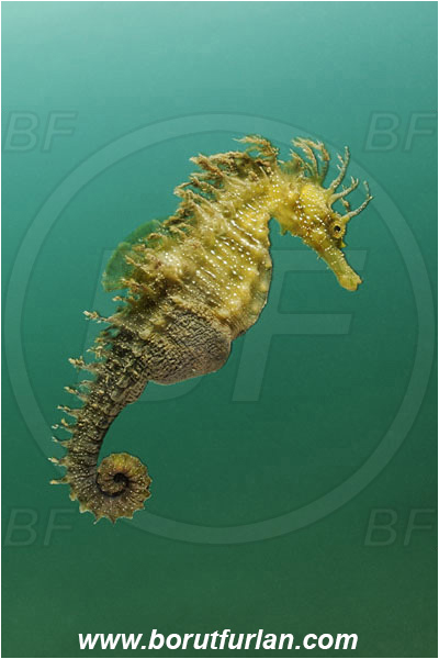 Piran, Slovenia, Adriatic sea, Mediterranean sea, Hippocampus guttulatus, Hippocampus, Syngnathidae, Long-snouted seahorse, Seahorse, Fish