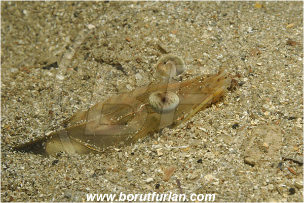 Piran, Slovenia, Adriatic sea, Mediterranean sea, Penaeus kerathurus, Penaeus, Penaeidae, Decapoda, Caramote prawn, Striped prawn, Prawn, Shrimp, Crustacea, Crustacean, Portrait, Buried in the sand, Eyes