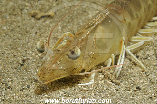 Piran, Slovenia, Adriatic sea, Mediterranean sea, Penaeus kerathurus, Penaeus, Penaeidae, Decapoda, Caramote prawn, Striped prawn, Prawn, Shrimp, Crustacea, Crustacean, Portrait