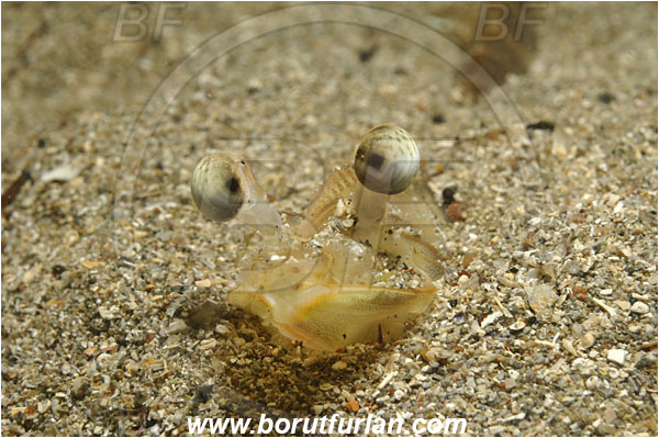 Piran, Slovenia, Adriatic sea, Mediterranean sea, Penaeus kerathurus, Penaeus, Penaeidae, Decapoda, Caramote prawn, Striped prawn, Prawn, Shrimp, Crustacea, Crustacean, Portrait, Buried in the sand, Eyes