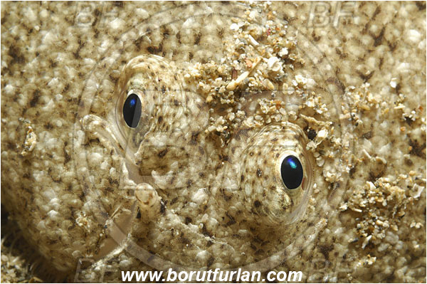 Piran, Slovenia, Adriatic sea, Mediterranean sea, Synapturichthys kleinii, Synapturichthys, Soleidae, Klein