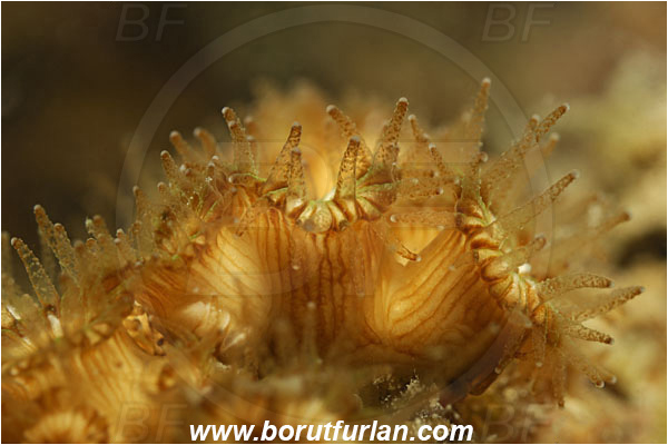 Piran, Slovenia, Adriatic sea, Mediterranean sea, Cladocora caespitosa, Cladocora, Family: Scleractinia incertae sedis, Mediterranean pillow coral, Coral, Anthozoa, Cnidaria, Cnidarian, Abstract