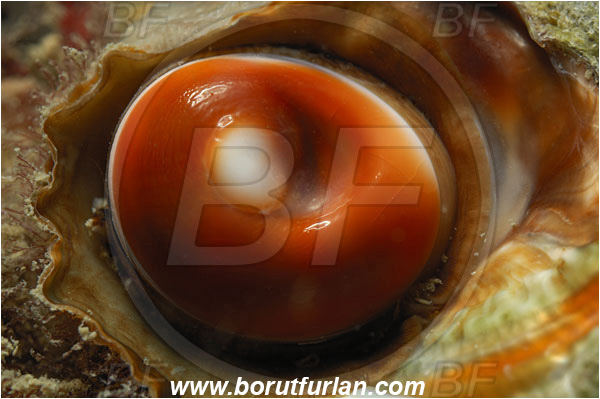 Piran, Slovenia, Adriatic sea, Mediterranean sea, Bolma rugosa, Bolma, Turbinidae, Turban snail, Sea snail, Gastropoda, Mollusca, Mollusc, Operculum, Abstract
