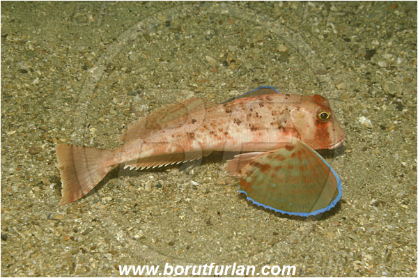 Piran, Slovenia, Adriatic sea, Mediterranean sea, Chelidonichthys lastoviza, Chelidonichthys, Triglidae, Streaked gurnard, Gurnard, Fish