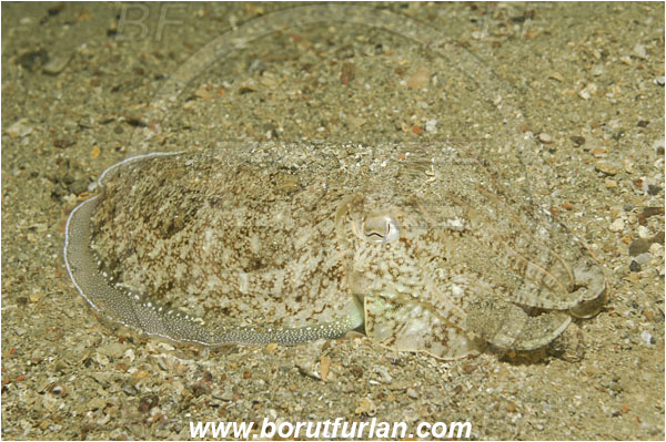 Piran, Slovenia, Adriatic sea, Mediterranean sea, Sepia officinalis, Sepia, Sepiidae, European cuttlefish, Common cuttlefish, Cuttlefish, Cephalopoda, Mollusca, Mollusc